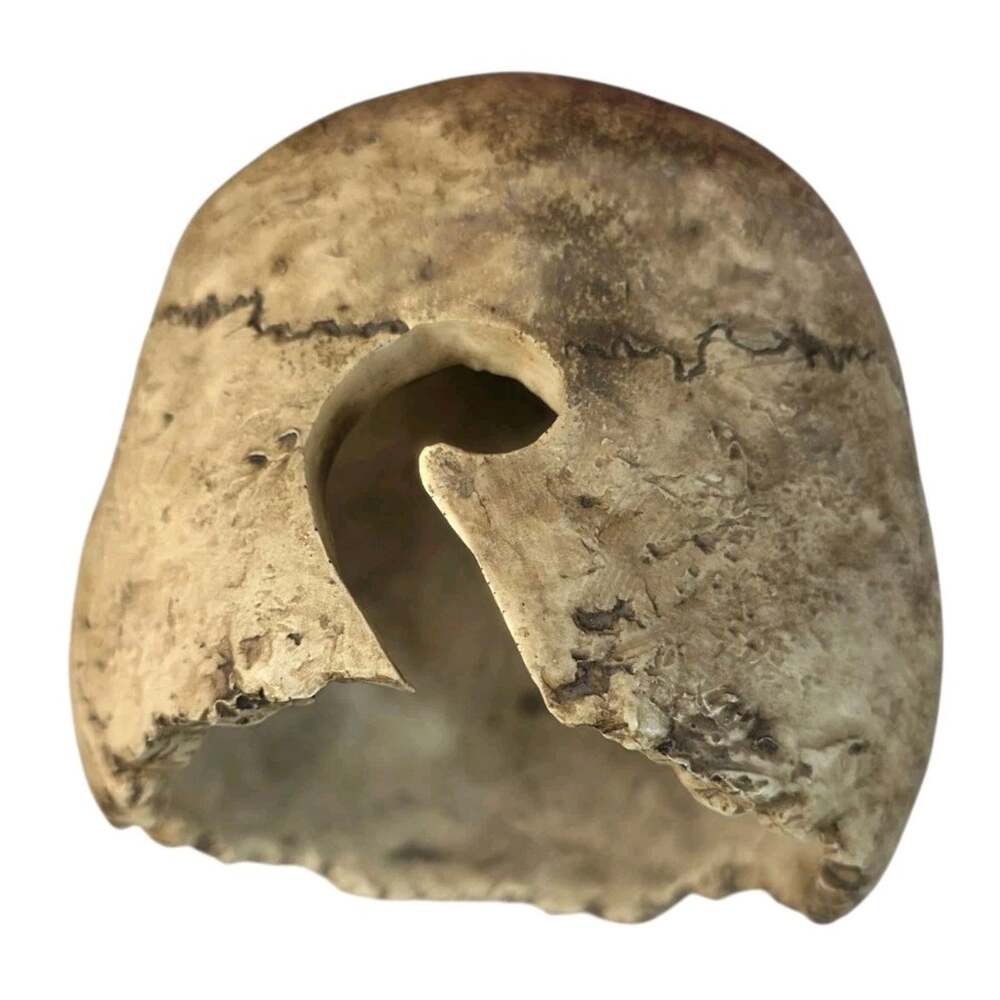 Summit Collection Resin Realistic Skull - Picture 6 of 6